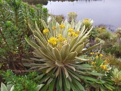 Espeletia rabanalensis