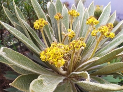 Espeletia rabanalensis
