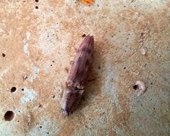 Conoderus fuscofasciatus