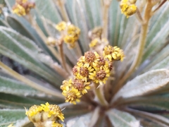 Espeletia rabanalensis