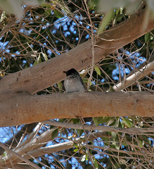 Pycnonotus barbatus