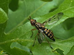 Dorycera pictipennis