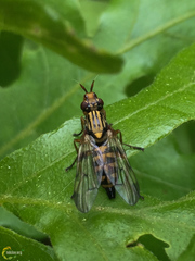 Dorycera pictipennis