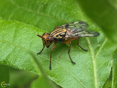 Dorycera pictipennis