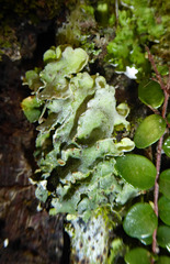 Psoroma araneosum image