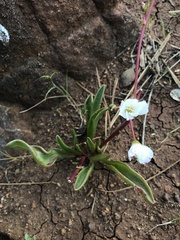 Lewisia oppositifolia