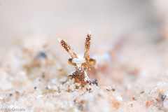 Goniodoris joubini
