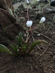 Lewisia oppositifolia