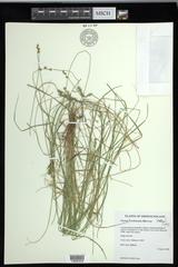 Carex echinata echinata