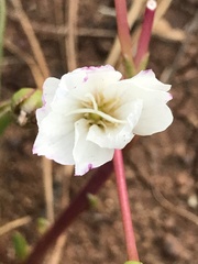 Lewisia oppositifolia