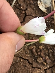 Lewisia oppositifolia