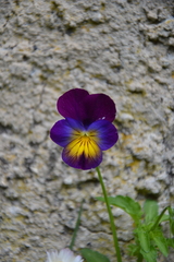 Viola tricolor tricolor