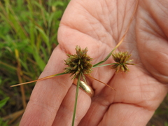 Cyperus retroflexus