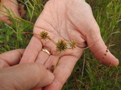 Cyperus retroflexus