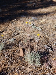 Hymenopappus filifolius