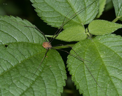 Leiobunum aldrichi