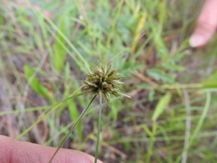 Cyperus retroflexus