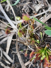 Drosera