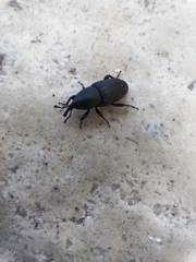 Sphenophorus striatopunctatus