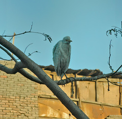 Bubulcus ibis