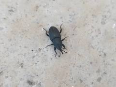 Sphenophorus striatopunctatus