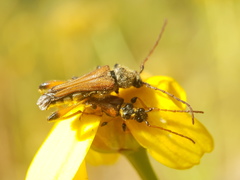 Stenopterus rufus syriacus