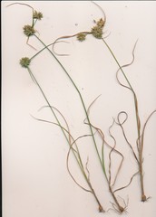 Cyperus retroflexus