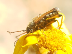 Stenopterus rufus syriacus