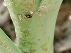 Phyllotreta striolata