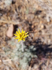 Hymenopappus filifolius