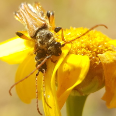 Stenopterus rufus syriacus