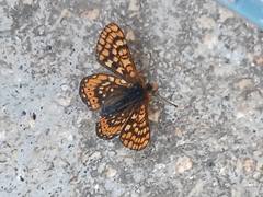 Euphydryas aurinia beckeri