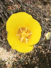 Calochortus concolor