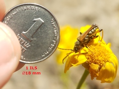 Stenopterus rufus syriacus