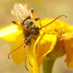 Stenopterus rufus syriacus