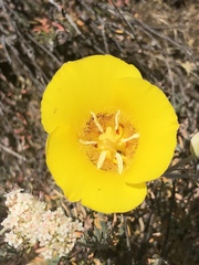 Calochortus concolor