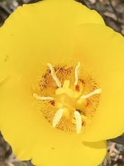 Calochortus concolor