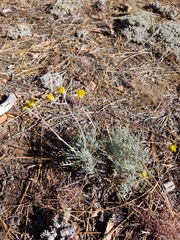 Hymenopappus filifolius