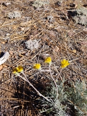 Hymenopappus filifolius