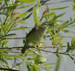 Acrocephalus orientalis