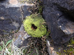 Anoectangium aestivum