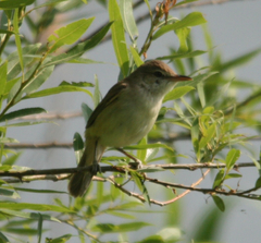 Acrocephalus orientalis