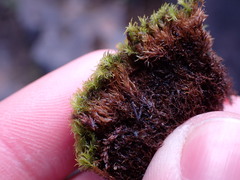 Anoectangium aestivum