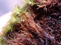 Anoectangium aestivum