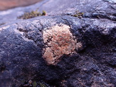 Ionaspis lacustris
