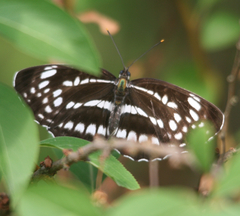 Neptis pryeri