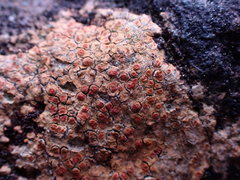 Ionaspis lacustris