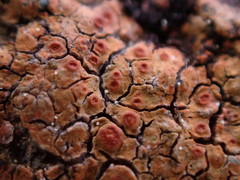 Ionaspis lacustris