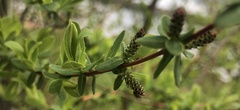 Salix pedicellaris