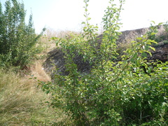 Pyrus communis communis